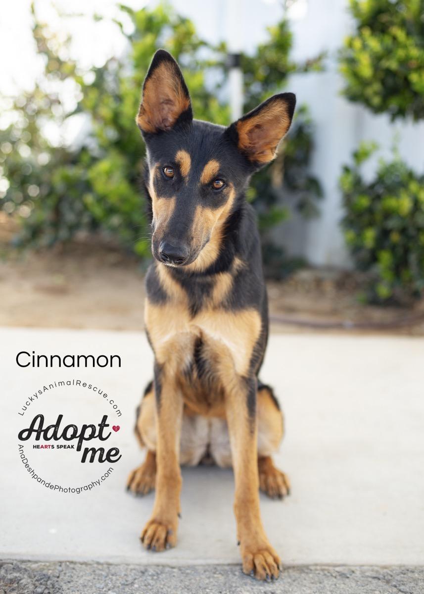 Cinnamon