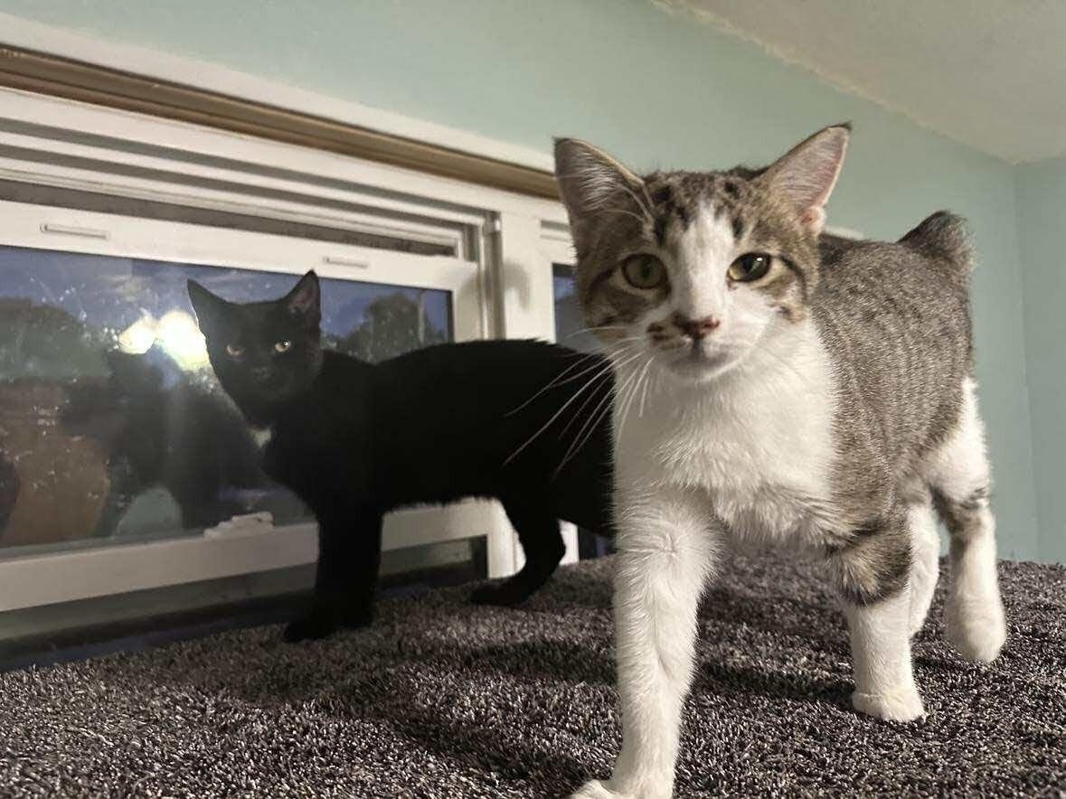 A young medium-sized male Black Manx cat named Jimmy & Joe for adoption in Soddy Daisy, TN