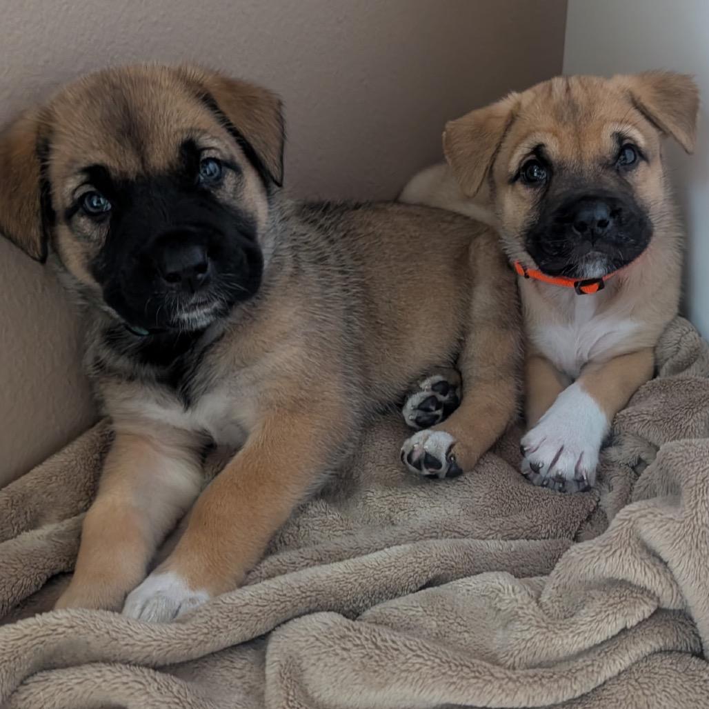 Portobello Aka Bella