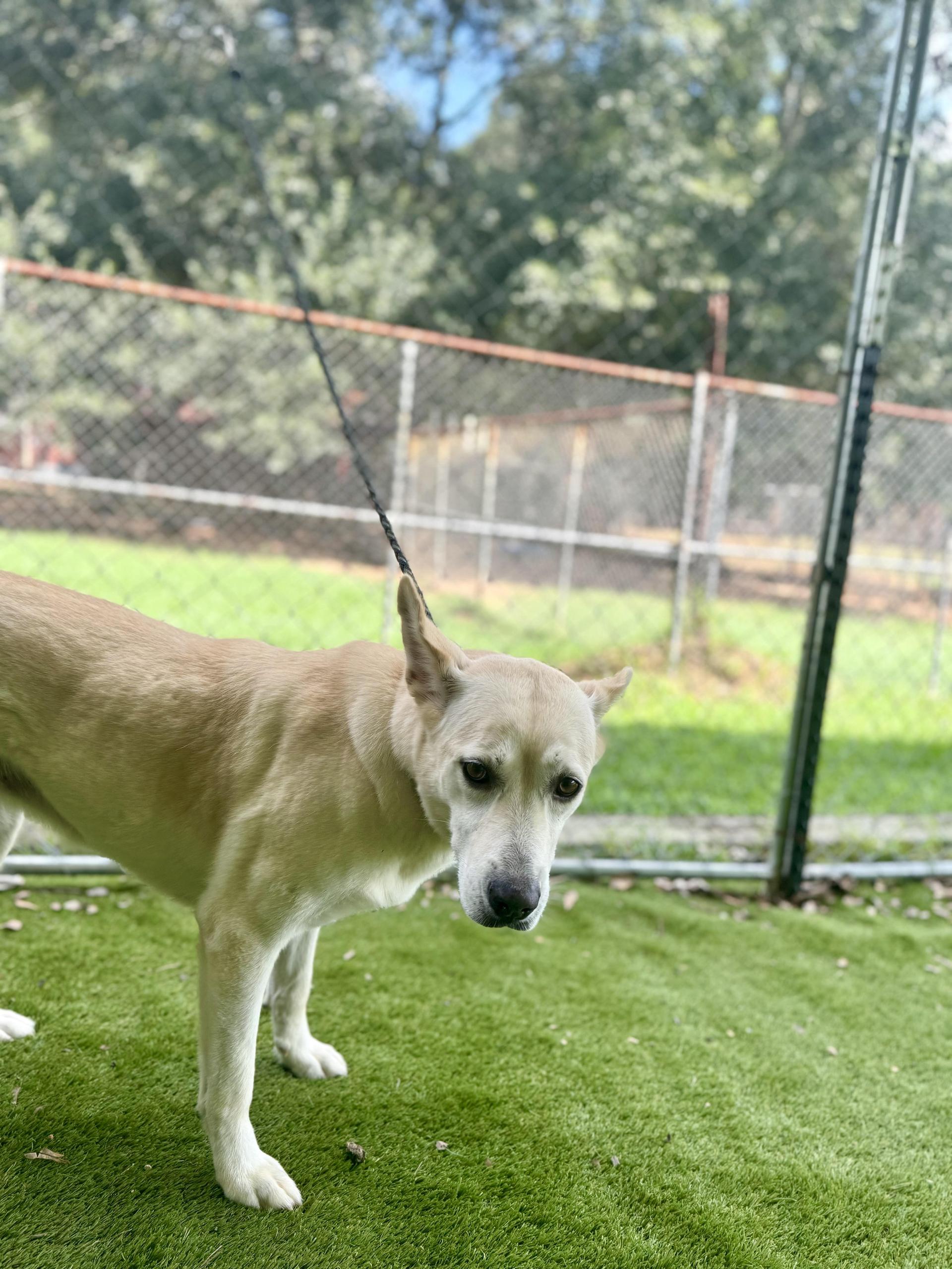 An adult medium-sized female Labrador Retriever dog named Cheryl for adoption in Magnolia, TX