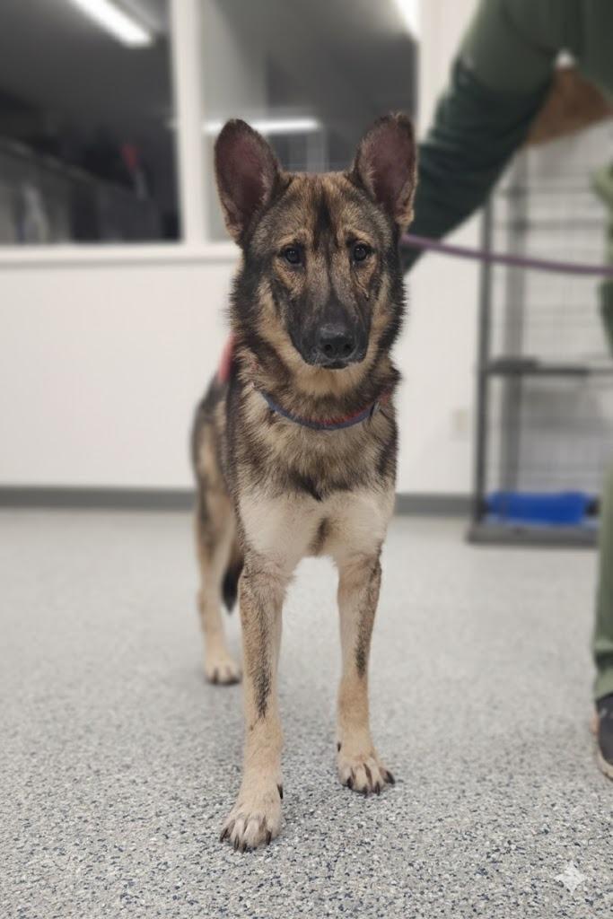 A young medium-sized male Shepherd dog named Rockie Teddy Bear for adoption in Athens, AL