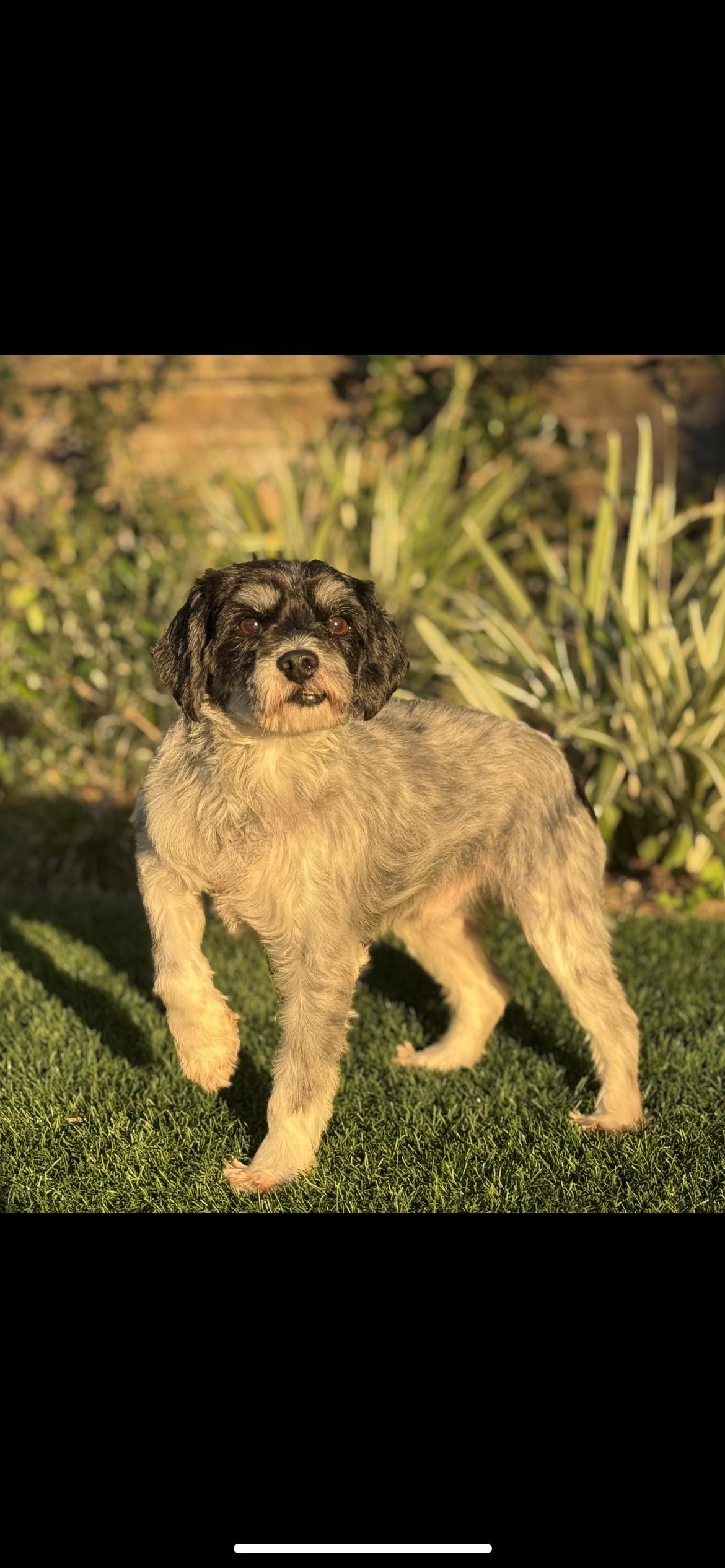 An adult small-sized male Black Poodle dog named Wizard for adoption in Hamden, CT