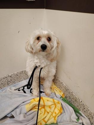 An adult small-sized male Mixed Breed dog named Cumulonimbus for adoption in Atlanta, GA