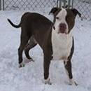 Ross Needs A Forever