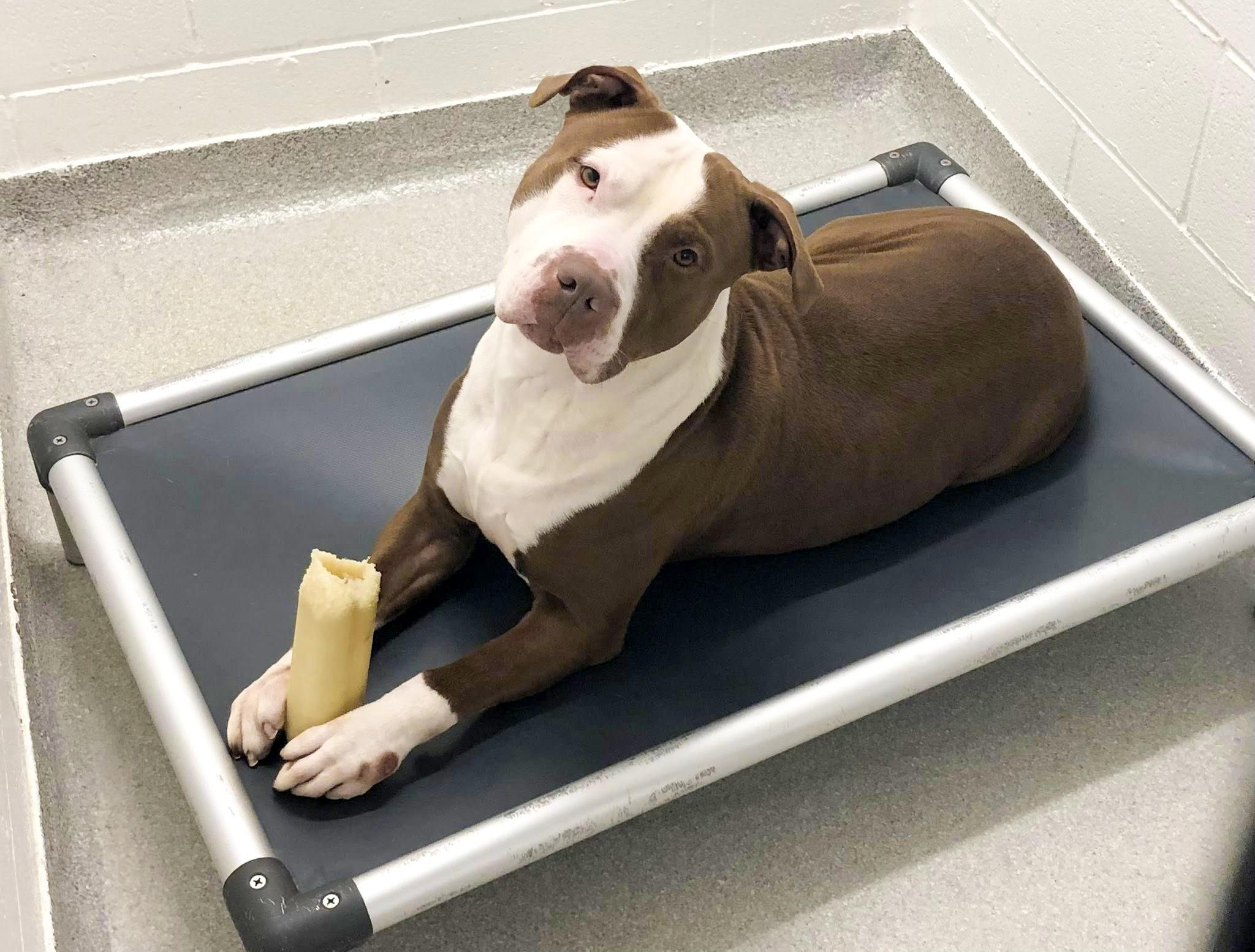 Ross Needs A Forever