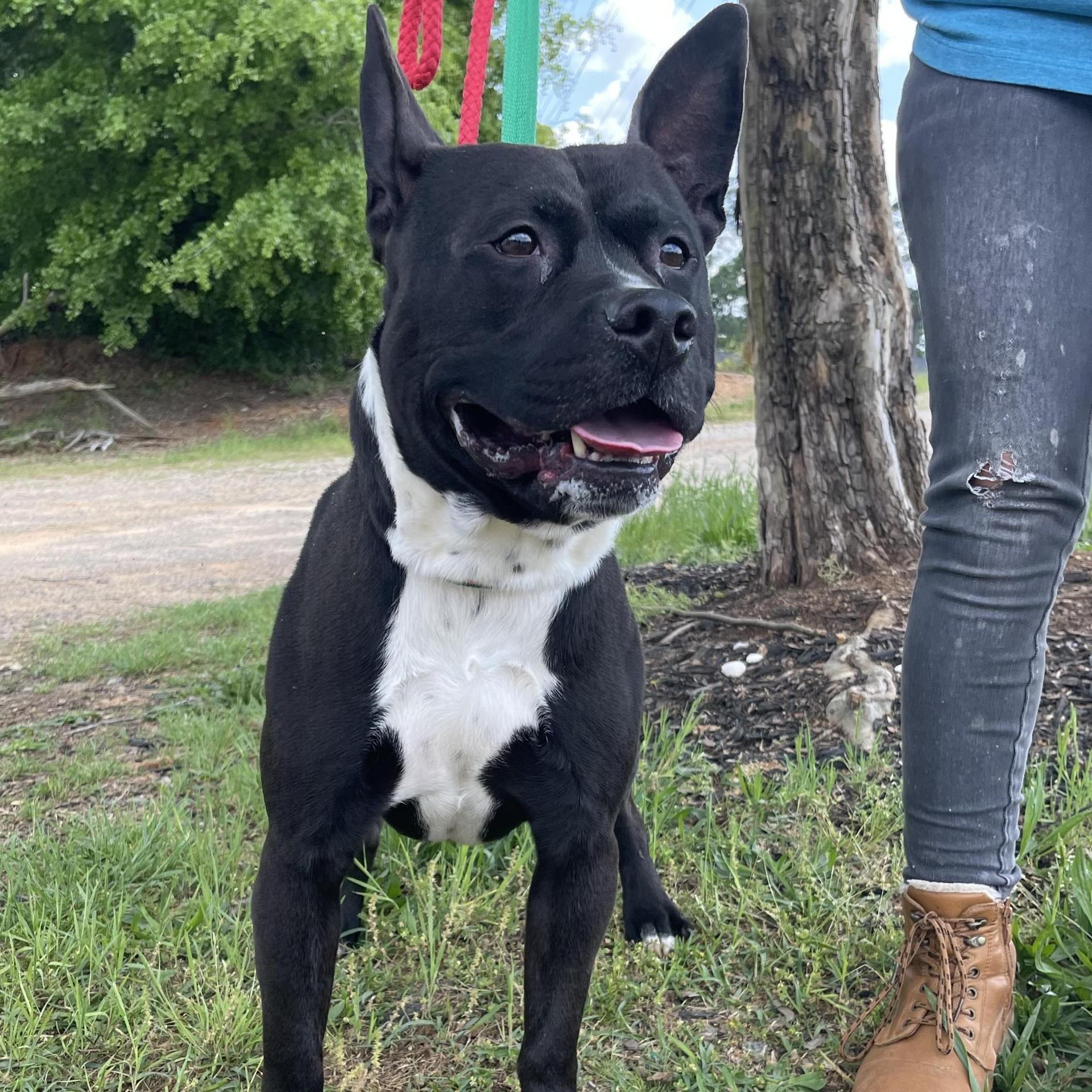 An adult medium-sized male Black Pit Bull Terrier dog named King for adoption in Columbia, SC