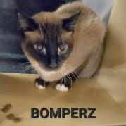 Bomperz