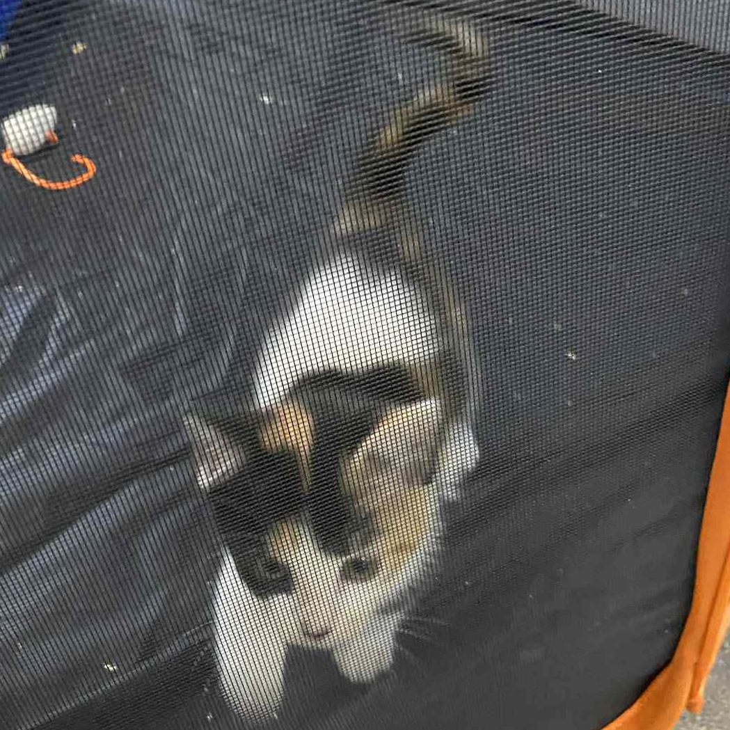 A baby medium-sized female Calico Domestic Short Hair cat named Tiramisu for adoption in Fair Haven, VT