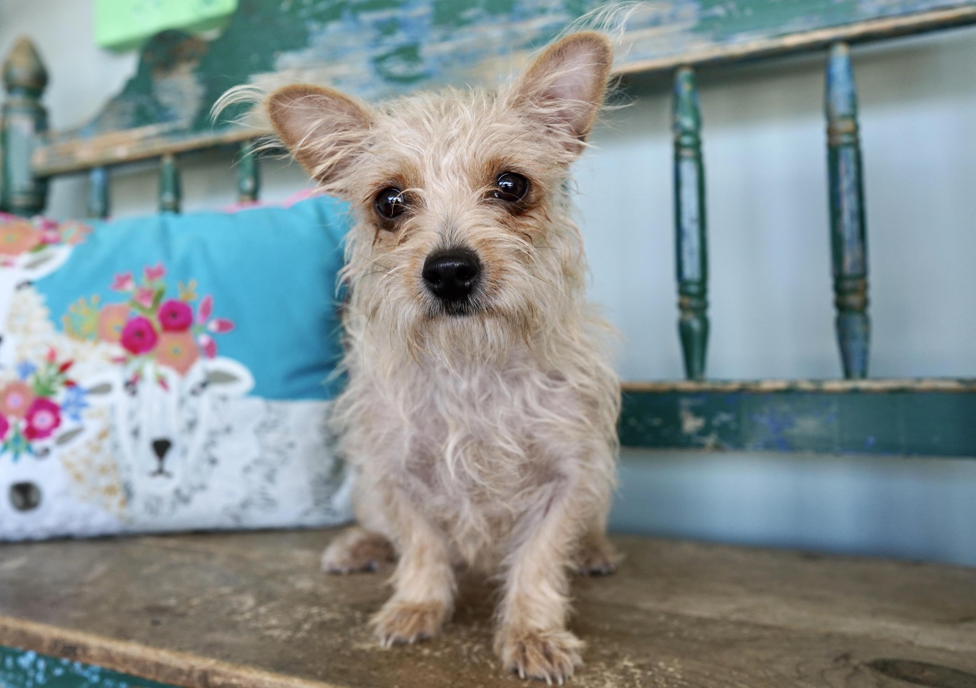 Mary Shelley photo 1