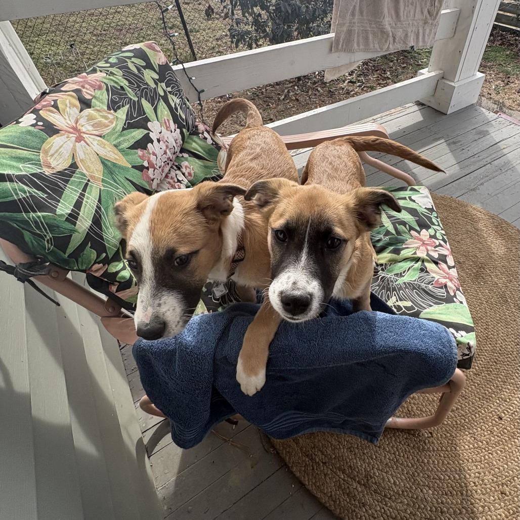 Celebrity Pup: Khloe