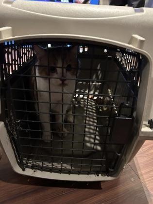 An adult medium-sized male Domestic Medium Hair cat named Papaya for adoption in Atlanta, GA