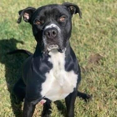 A young medium-sized male Black Labrador Retriever dog named Fergus for adoption in Acton, CA