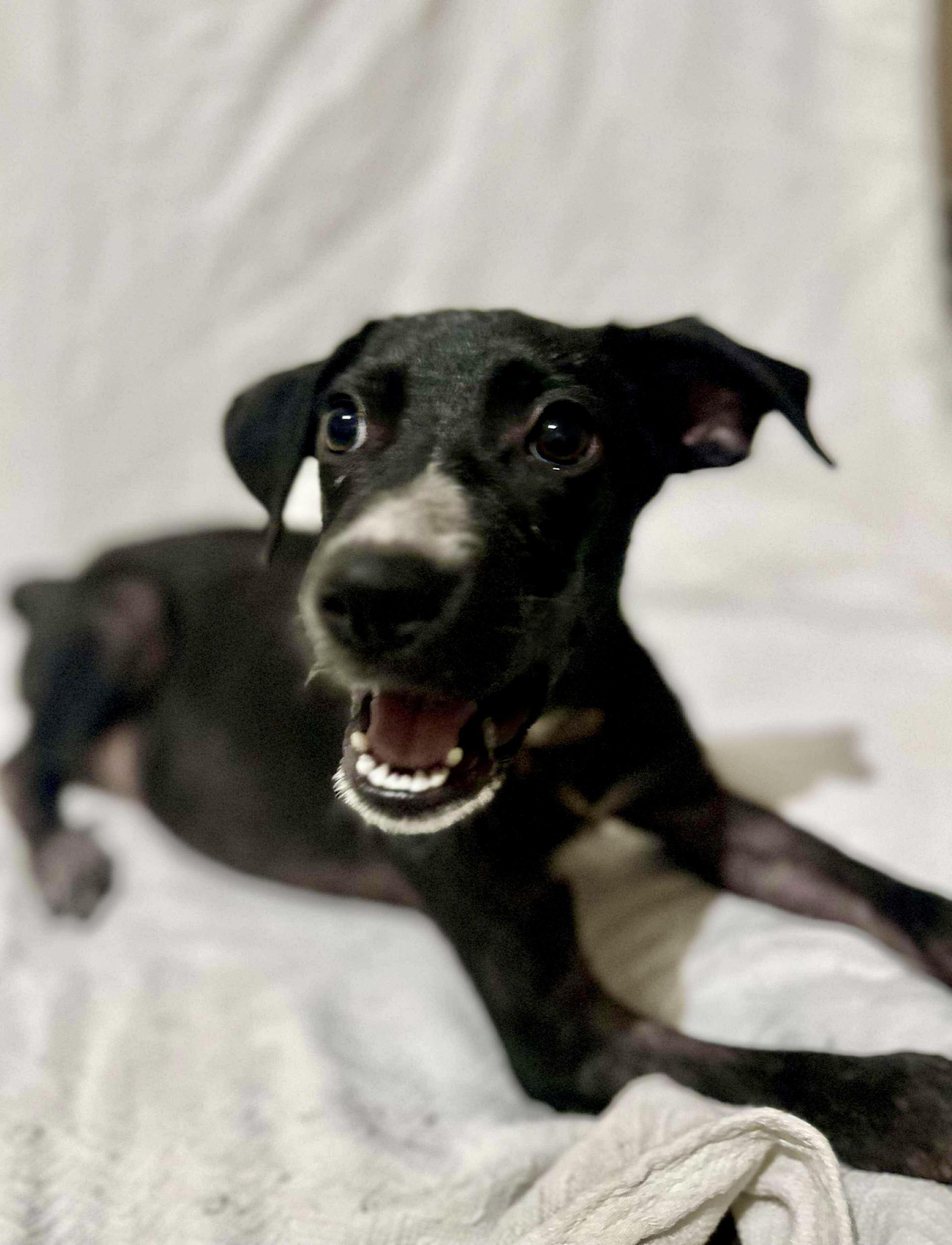 A baby medium-sized female Black Labrador Retriever dog named Harper for adoption in Mooresville, NC