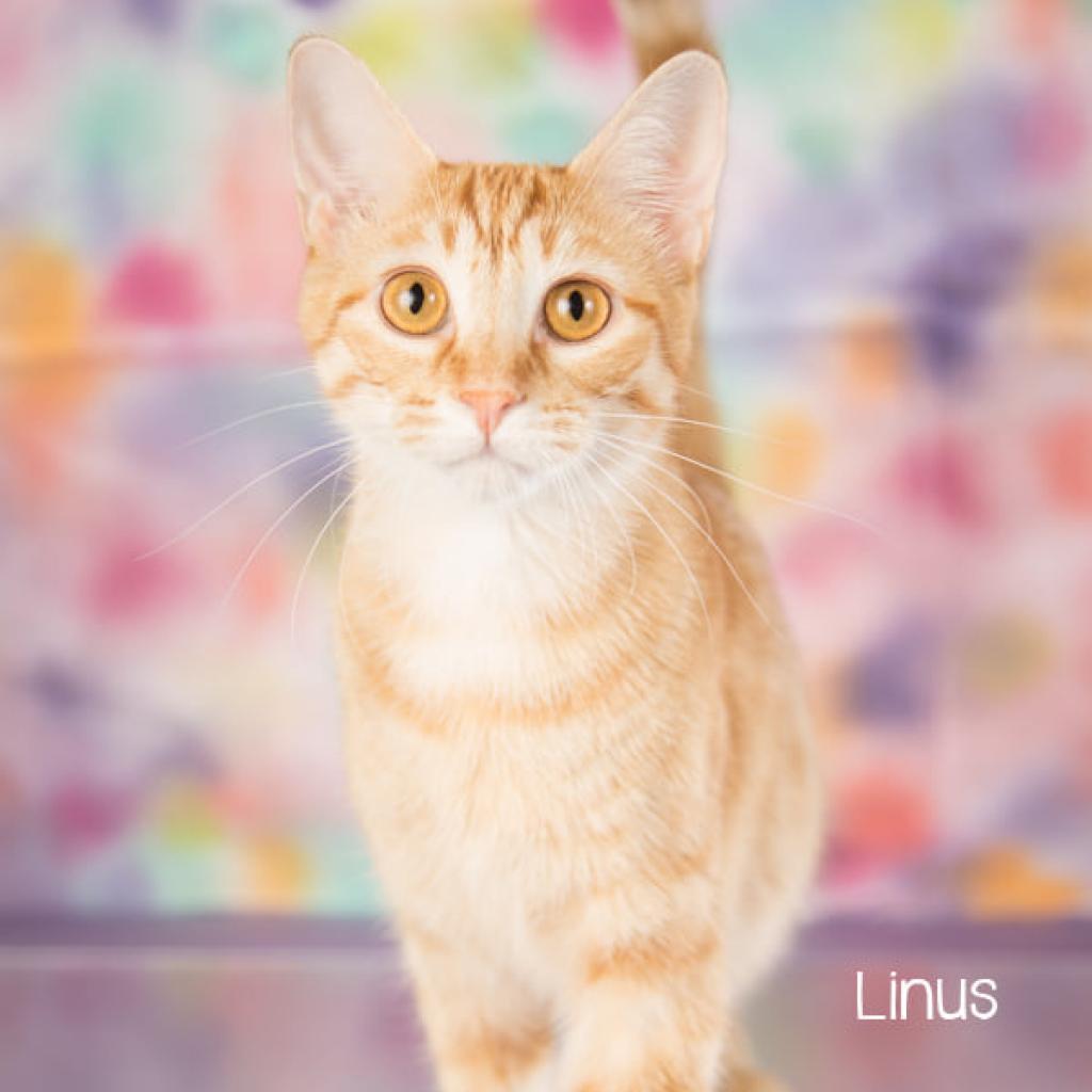 Linus
