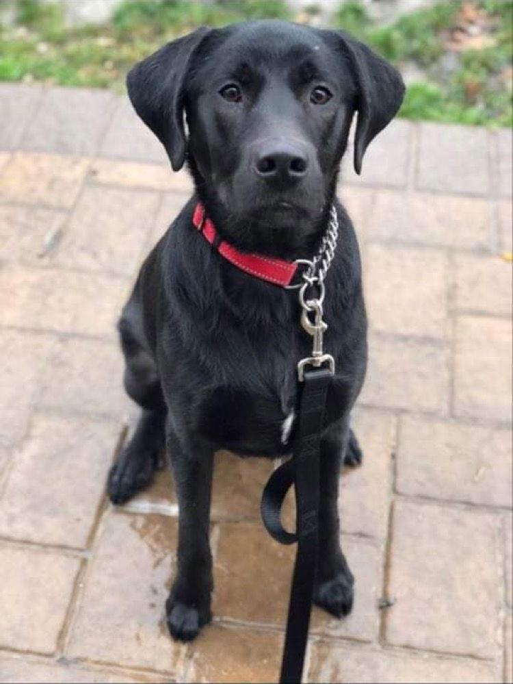A young large-sized male Labrador Retriever dog named Louie for adoption in Holbrook, NY