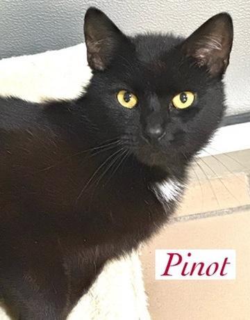 Pinot