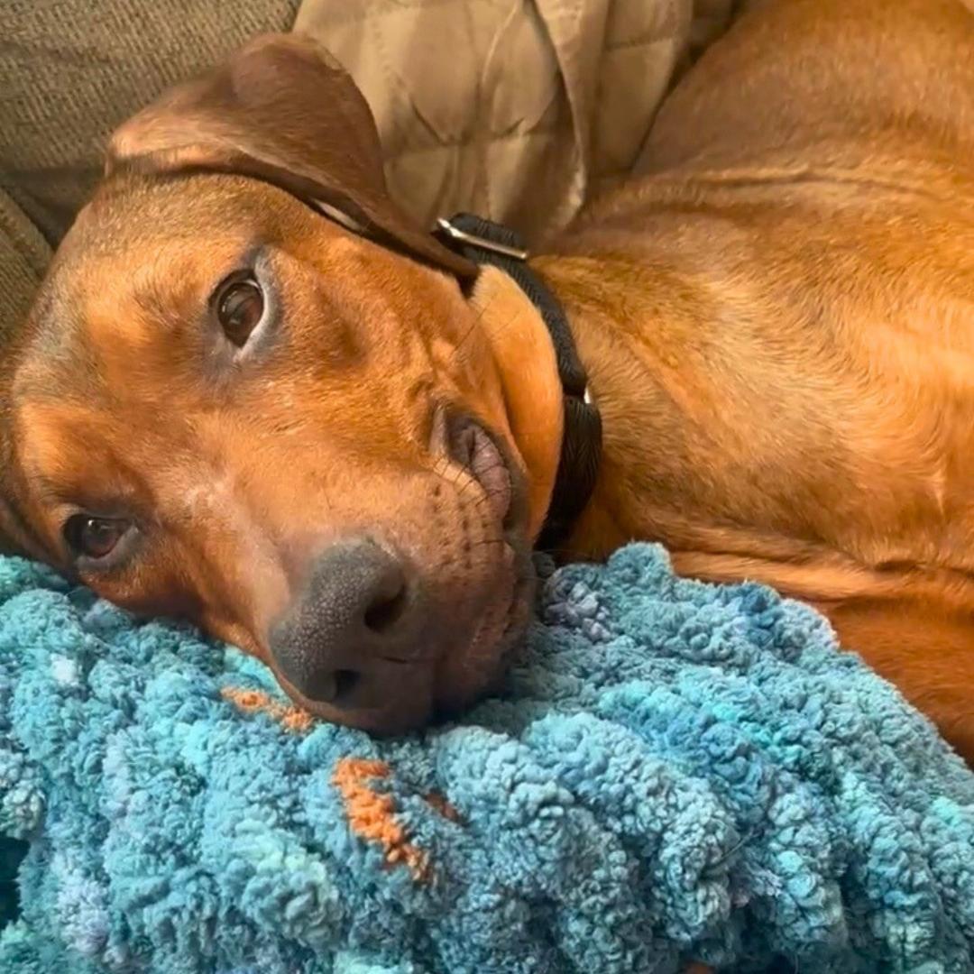 A young medium-sized male Coonhound dog named Starburst for adoption in New York, NY