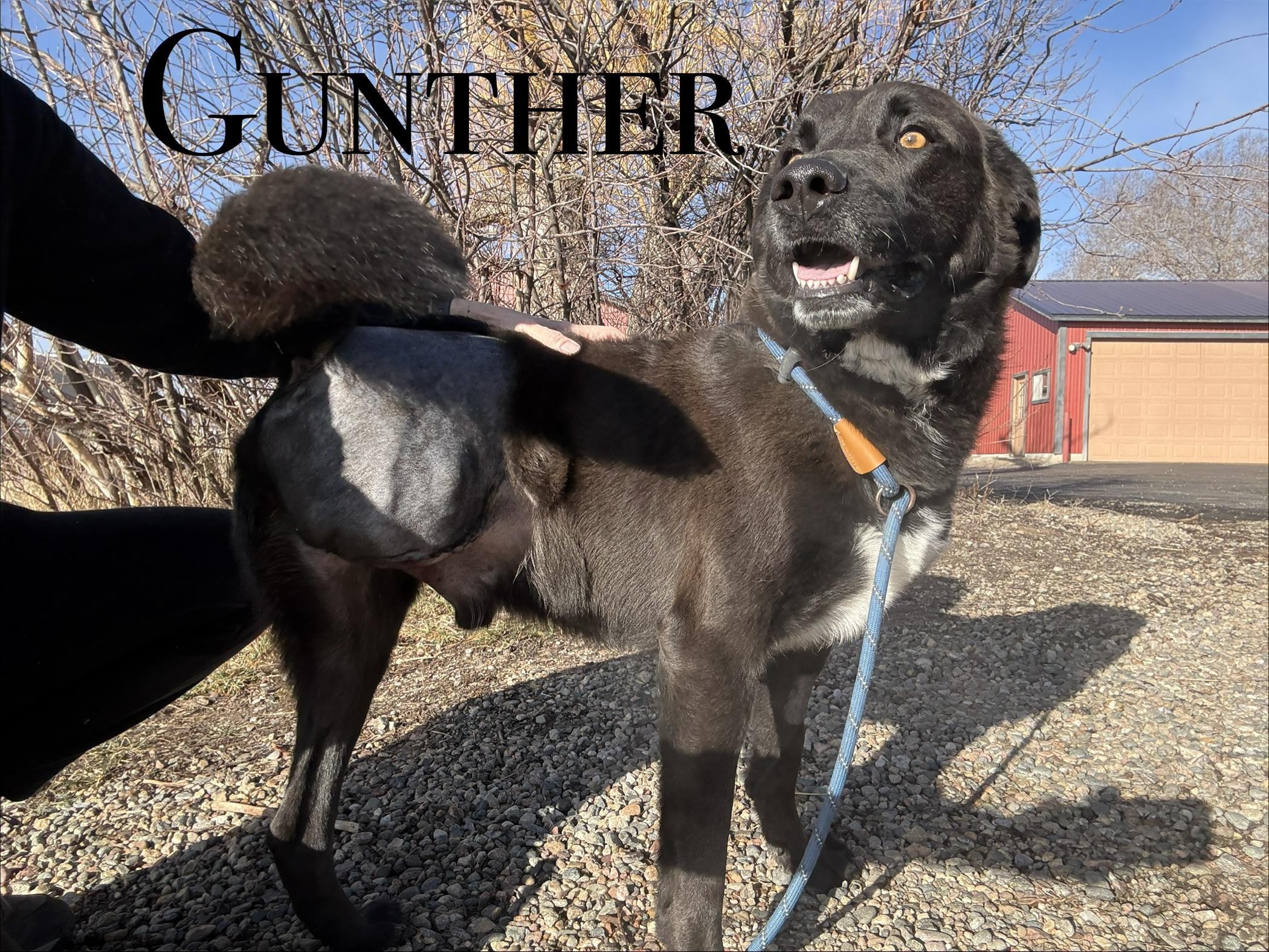 Gunther
