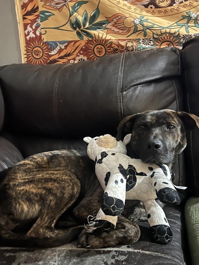 A young medium-sized male Brindle Plott Hound dog named Drax for adoption in Charlotte, NC