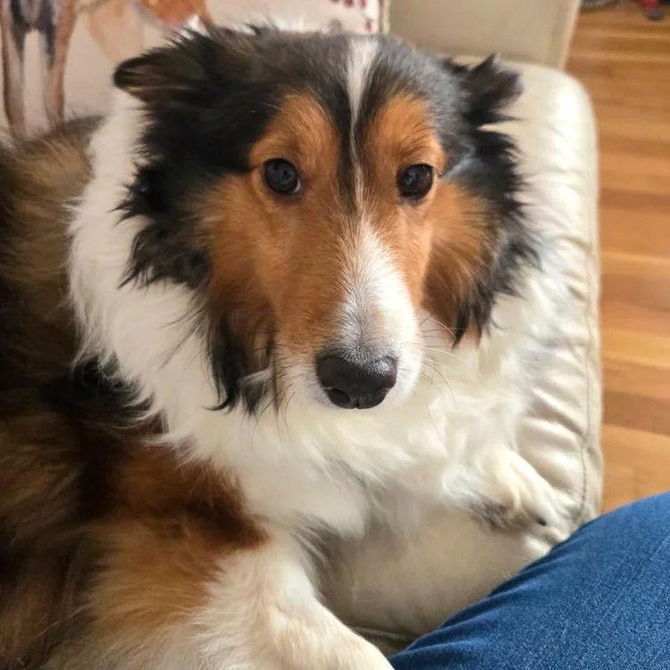 An adult medium-sized female Shetland Sheepdog / Sheltie dog named Lilac for adoption in Dublin, OH