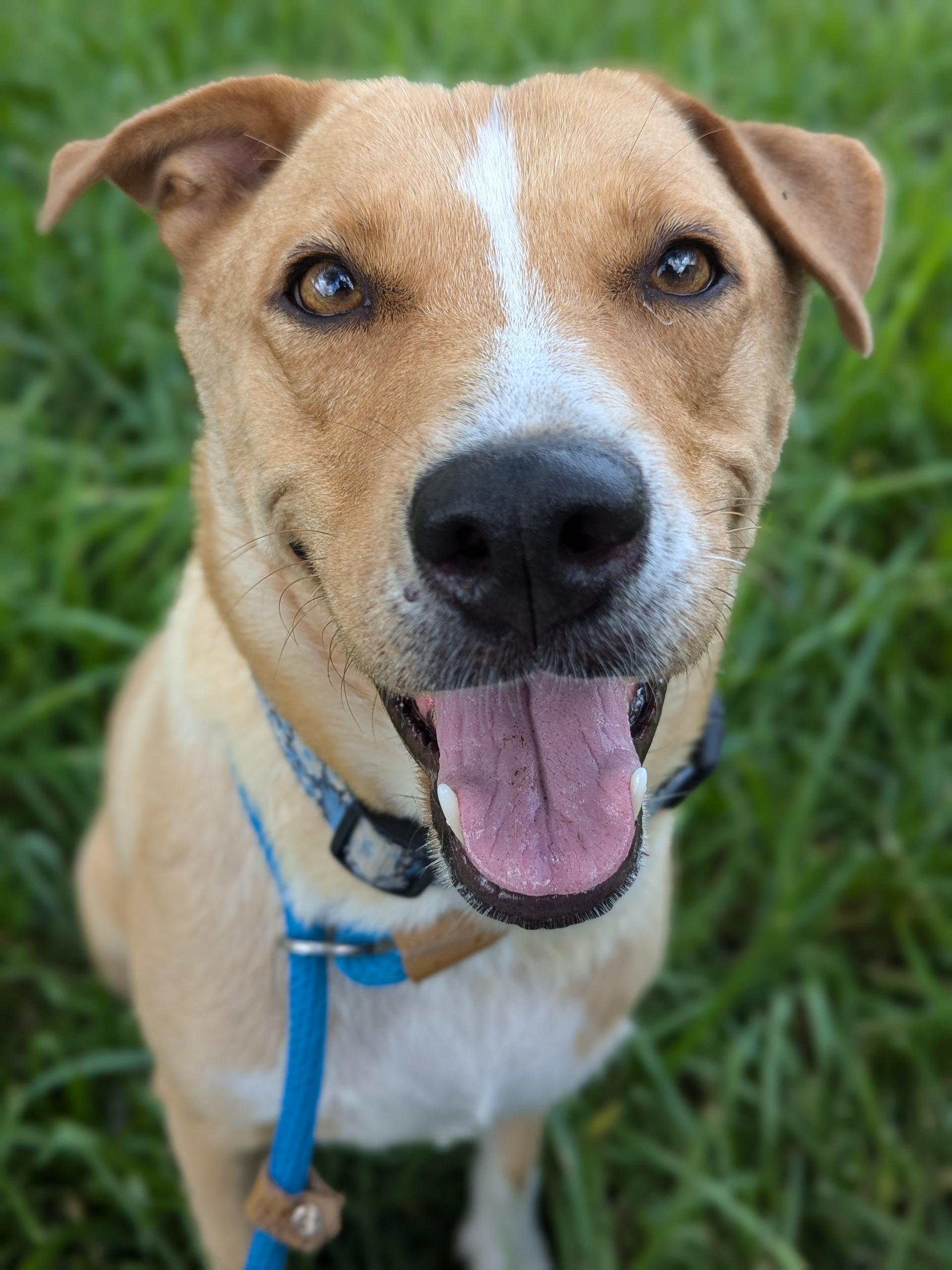 An adult medium-sized female Golden Labrador Retriever dog named Velma for adoption in Harlingen, TX