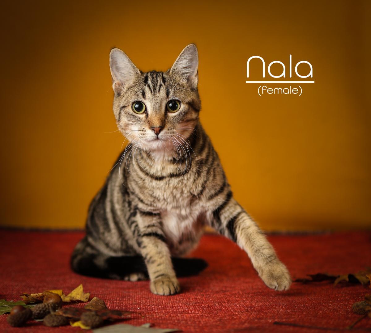 Nala