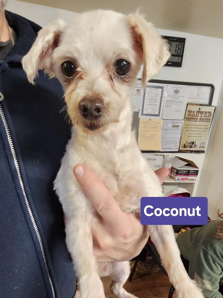 Coconut