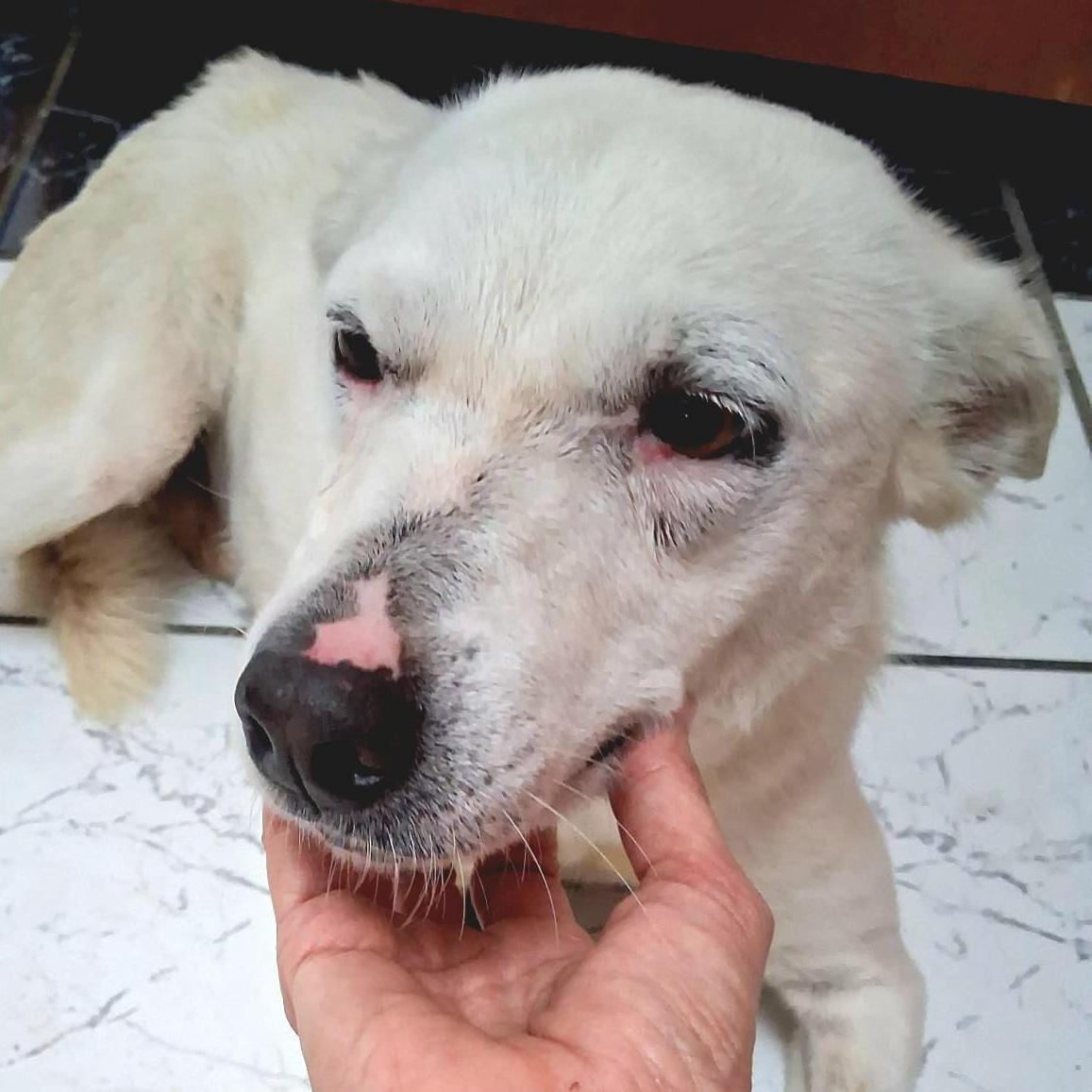 Blanca "gentle Love"