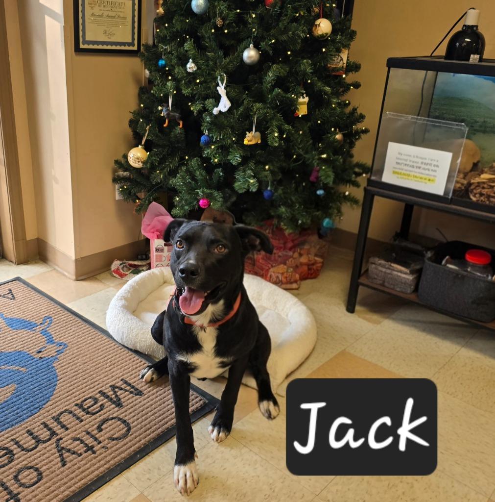 Jack photo 1