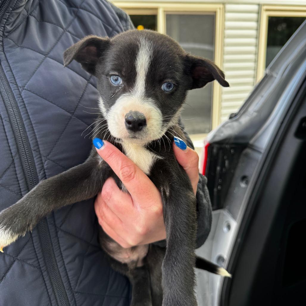 A baby medium-sized male White / Cream Husky dog named Ny Piper Jan for adoption in Eastford, CT