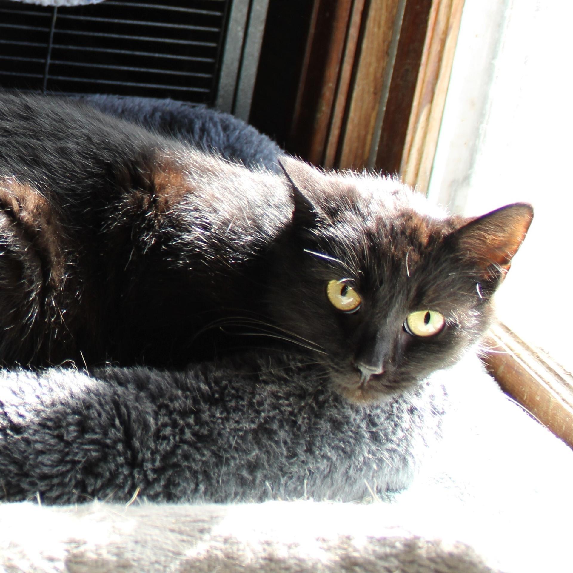 An adult medium-sized female Black Domestic Short Hair cat named Twilight for adoption in Hawley, PA