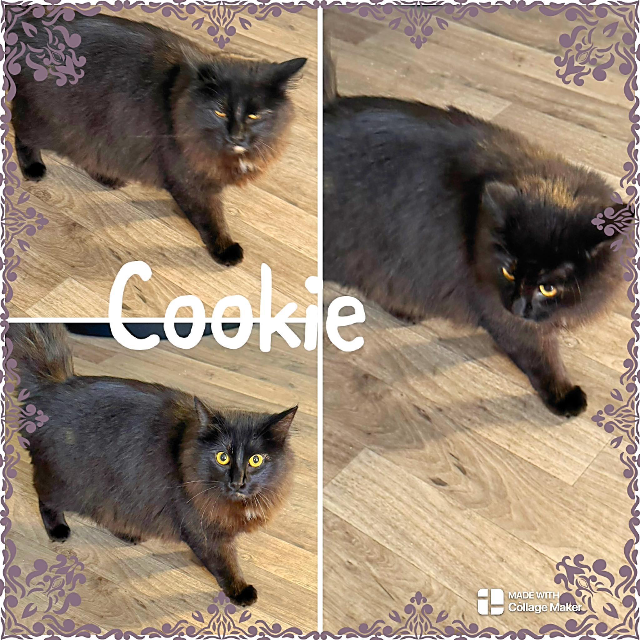 Cookie