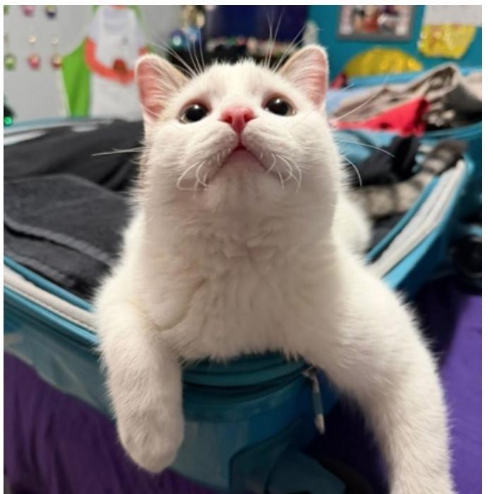 Franklin C Purrsevelt