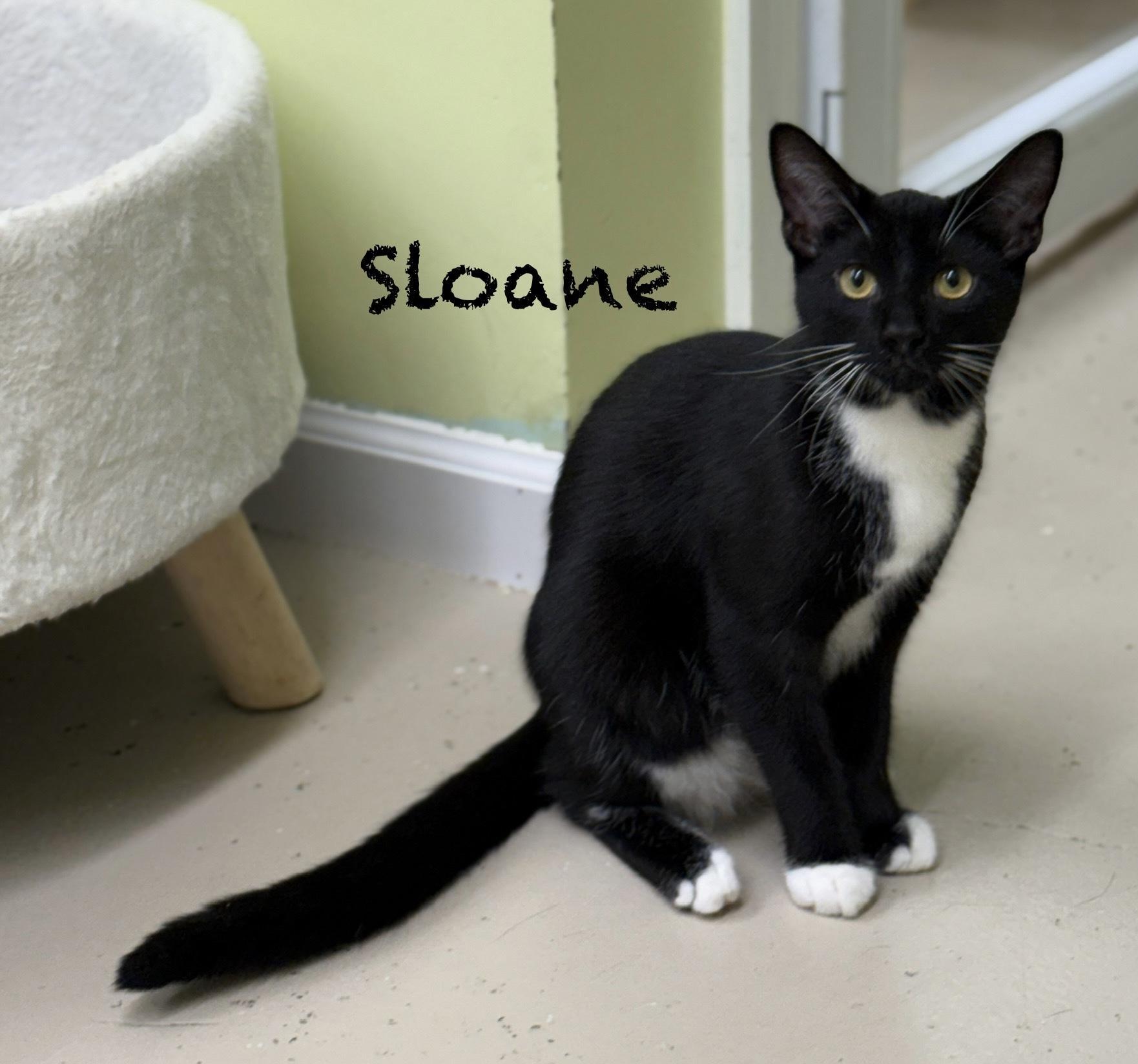 Sloane