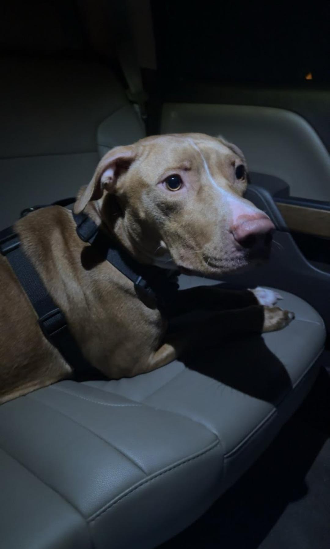 A young medium-sized male American Staffordshire Terrier dog named Pumpkin for adoption in Weston, FL