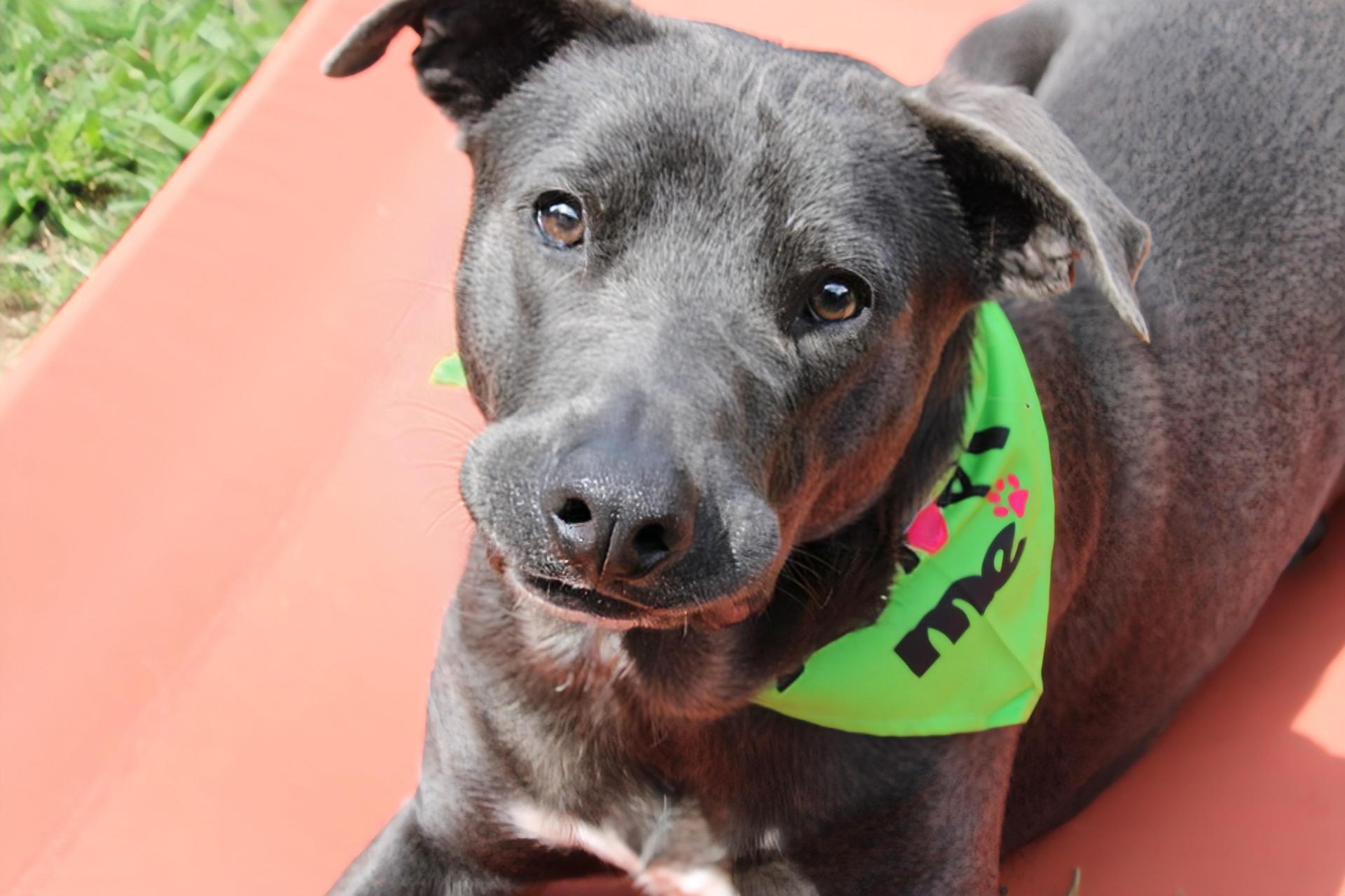 An adult large-sized male Gray / Blue / Silver Great Dane dog named Rocky for adoption in Fort Worth, TX