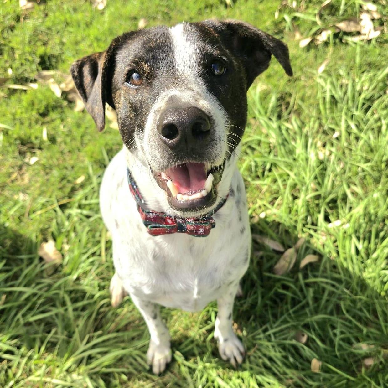 Monet Bonded With Van photo 1