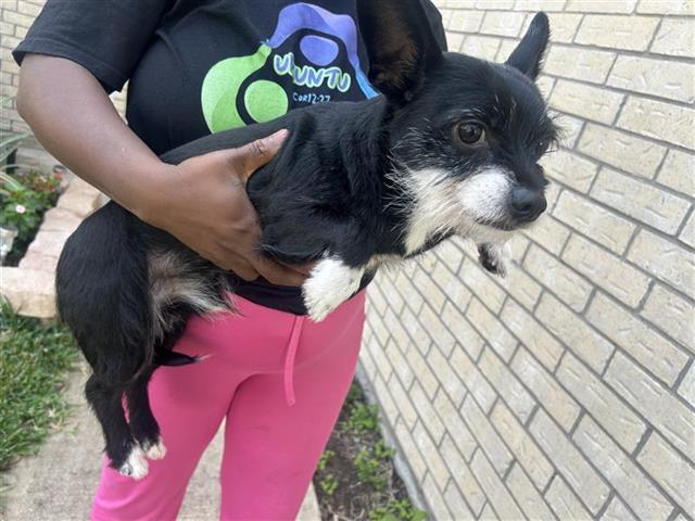 An adult small-sized male Schnauzer dog named Scruffy for adoption in Houston, TX