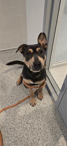 A young medium-sized female Pit Bull Terrier dog named Indie for adoption in Houston, TX