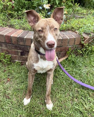 An adult medium-sized female White / Cream Dutch Shepherd dog named Rory for adoption in Lake Wylie, SC