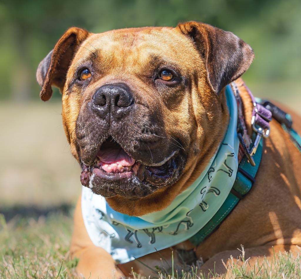 An adult large-sized male Bullmastiff dog named Method Man for adoption in Ewing, NJ