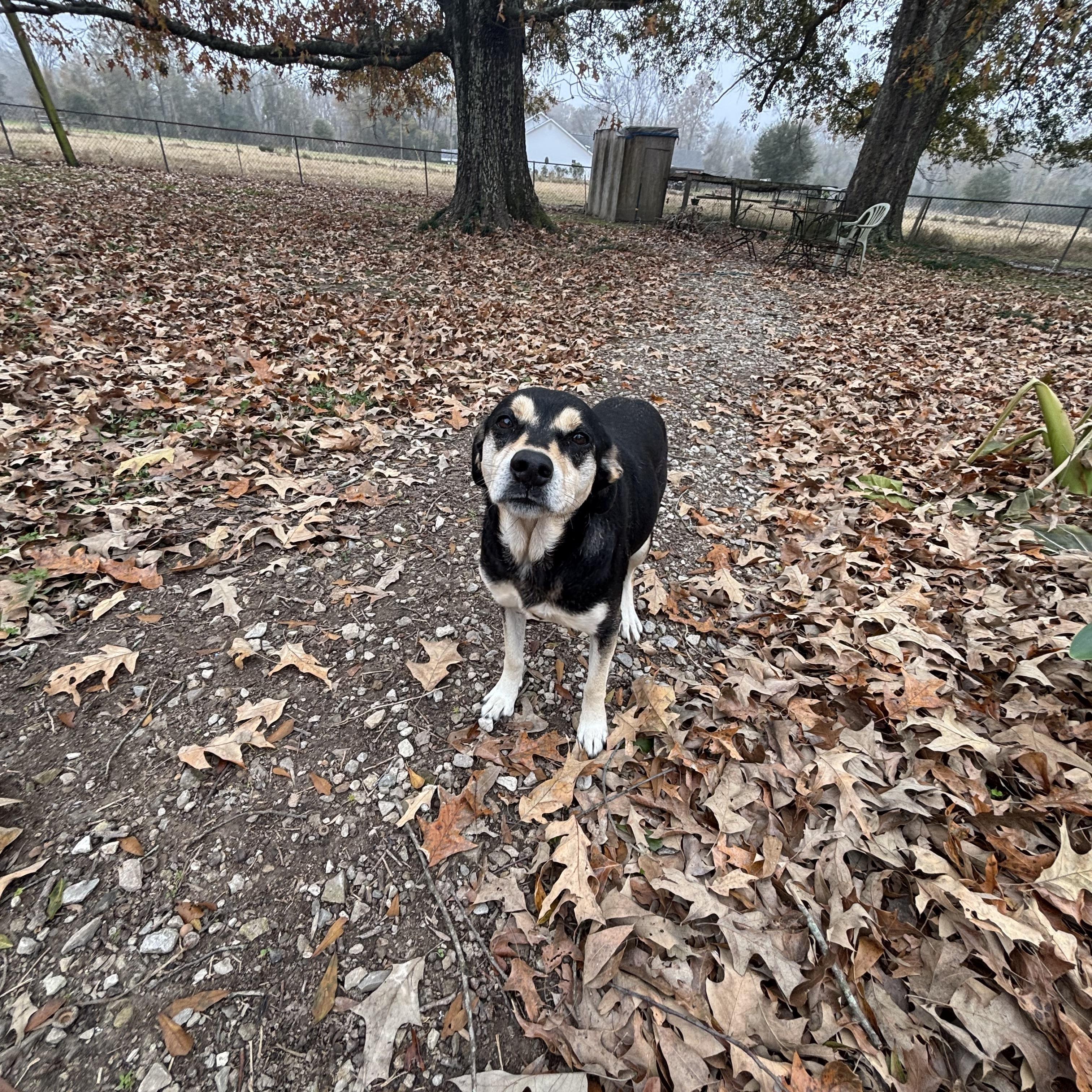 Pepper Potts photo 1