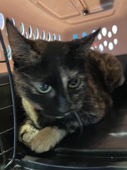 An adult medium-sized female Domestic Short Hair cat named Toast for adoption in San Marcos, TX