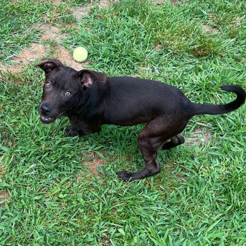 White Lightnin photo 1