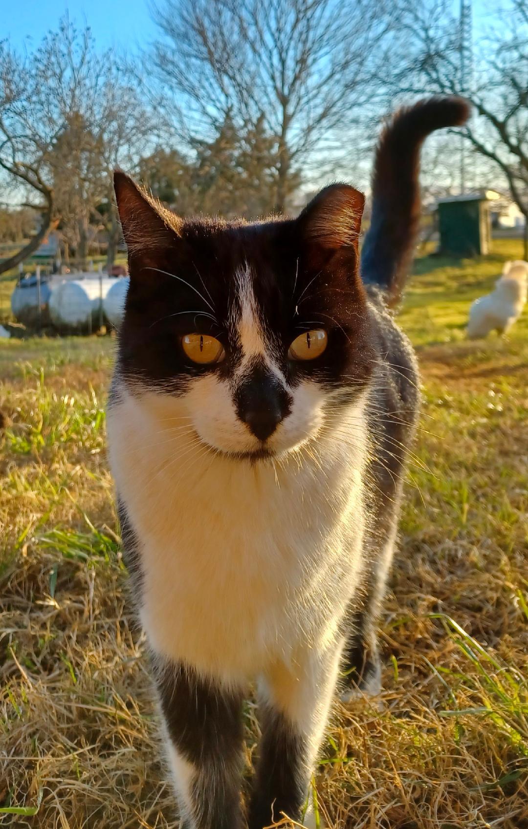 An adult medium-sized female Black & White / Tuxedo Domestic Short Hair cat named Pansy for adoption in Brenham, TX