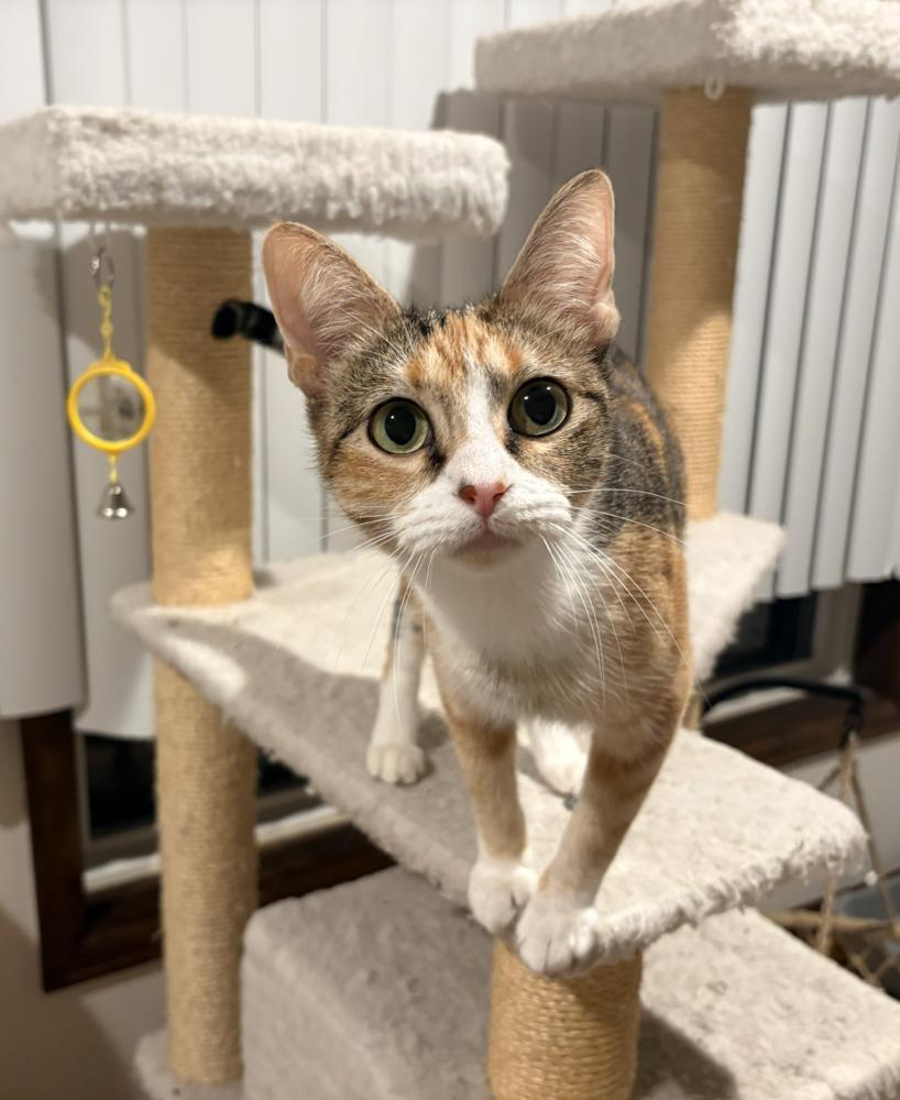 An adult small-sized female Tabby cat named Bubbles for adoption in Aurora, CO