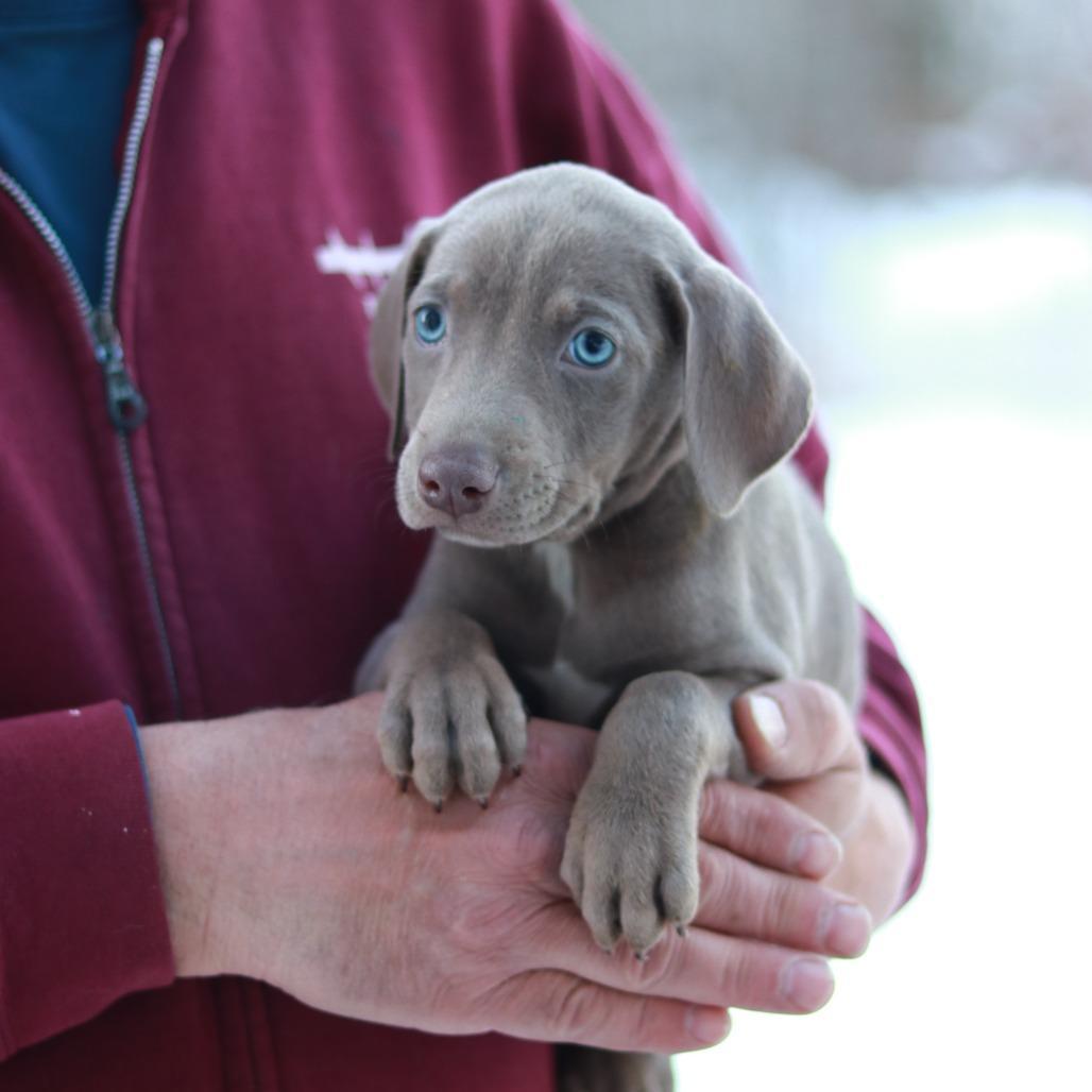 Ct Quiche Avail March