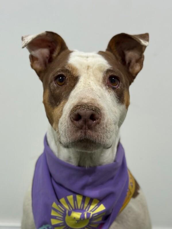 A young medium-sized female Red / Chestnut / Orange Pit Bull Terrier dog named September for adoption in Carlsbad, CA