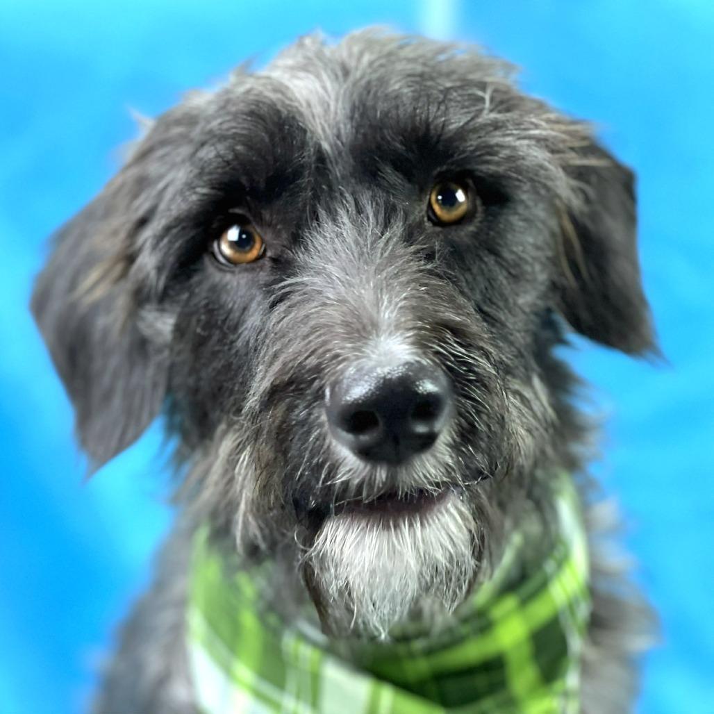 Charlie The Handsome photo 1