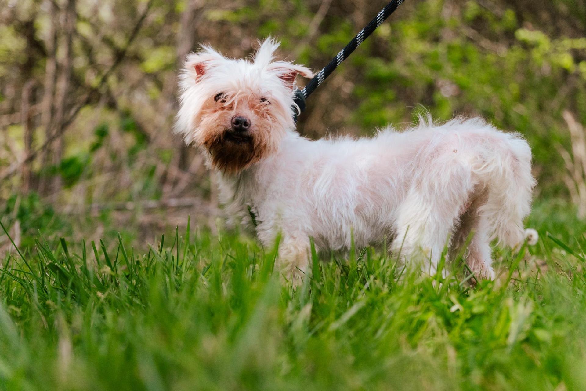 An adult small-sized male White / Cream Maltese dog named Luther Transport for adoption in Gradyville, KY